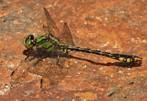 Male
26 May 2013  Jackson, NC